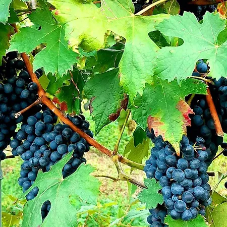 Couette-café Casa Stella Savigno