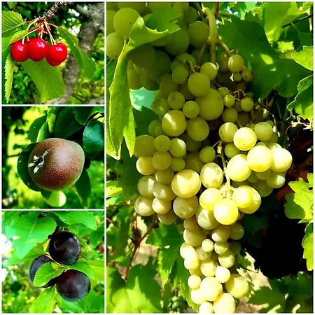 Casa Stella Bed & Breakfast