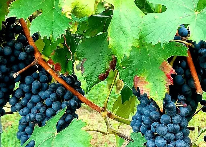 Bed & Breakfast Casa Stella Savigno